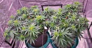 Cannabis Seeds Florida A Comprehensive Guide to Quality Seeds in the Sunshine State Cannabis Seeds Florida A Comprehensive Guide to Quality Seeds in the Sunshine State