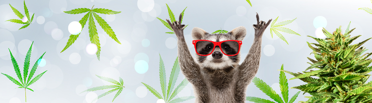 Cannabis Seeds Florida Your Ultimate Guide to Growing in the Sunshine State Cannabis Seeds Florida Your Ultimate Guide to Growing in the Sunshine State