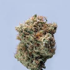 Cannabis Seeds Florida Your Ultimate Guide to Growing in the Sunshine State Cannabis Seeds Florida Your Ultimate Guide to Growing in the Sunshine State